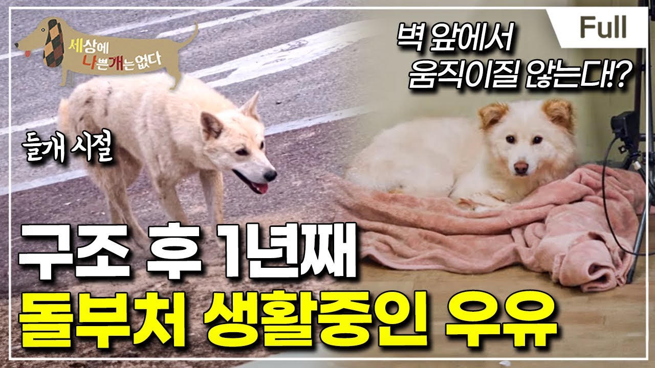 [Full] 세상에 나쁜 개는 없다 - 붙박이 개, 우유