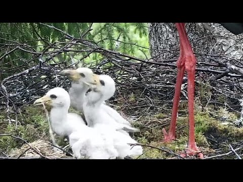 Must toonekurg2Ciconia nigra~Dinner