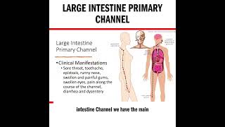 Here's a quick review of the Large Intestine Main Channel Pathway #tcmstudent #acupuncturist #acupun
