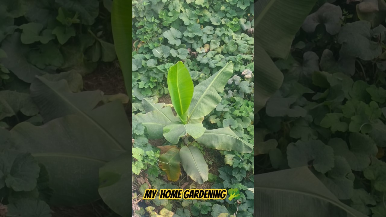 My home gardening 🥦