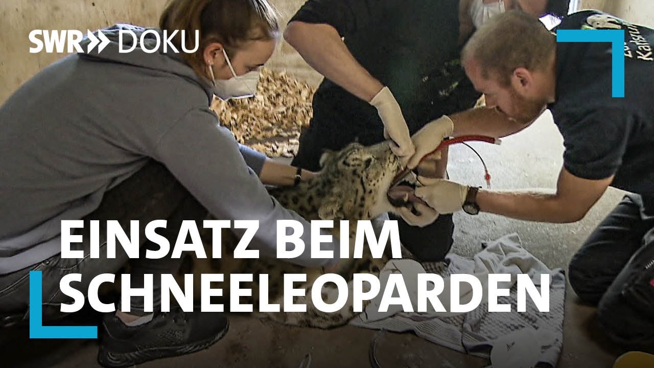 Die Zoo-Docs - Braucht der Schneeleopard eine Brille? | SWR Doku