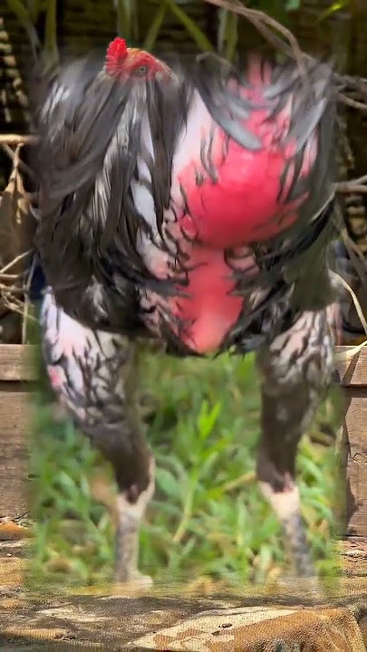 beautiful rooster #roosterfarm #chicken #aseelmurga