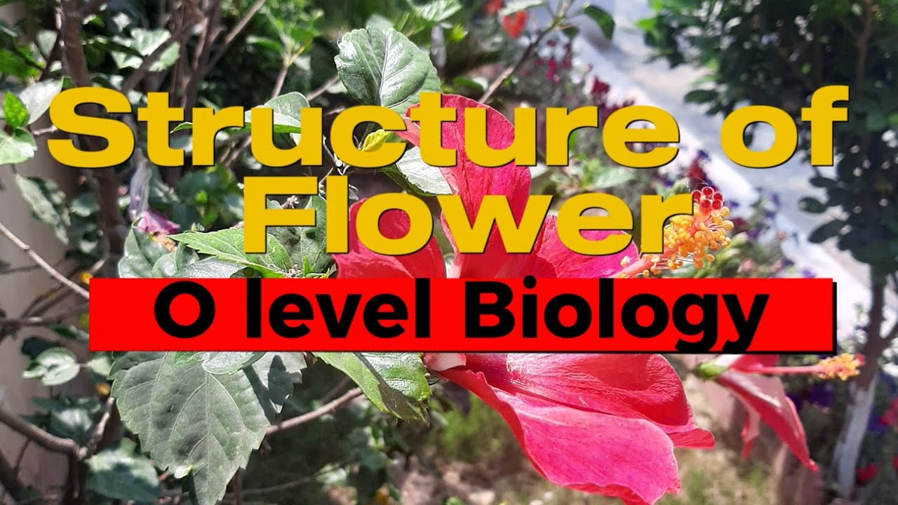 O Level Biology Masterclass 🌸 | Flower Structure Explained by a 30+ Year Teaching Legend!