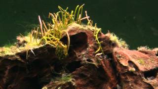 Aquarium timelapse - Algae attack