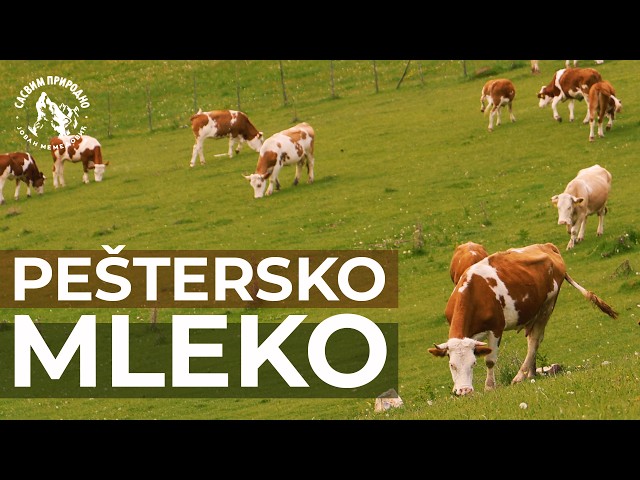 KAKO SE PRAVI: Sveže Peštersko Mleko