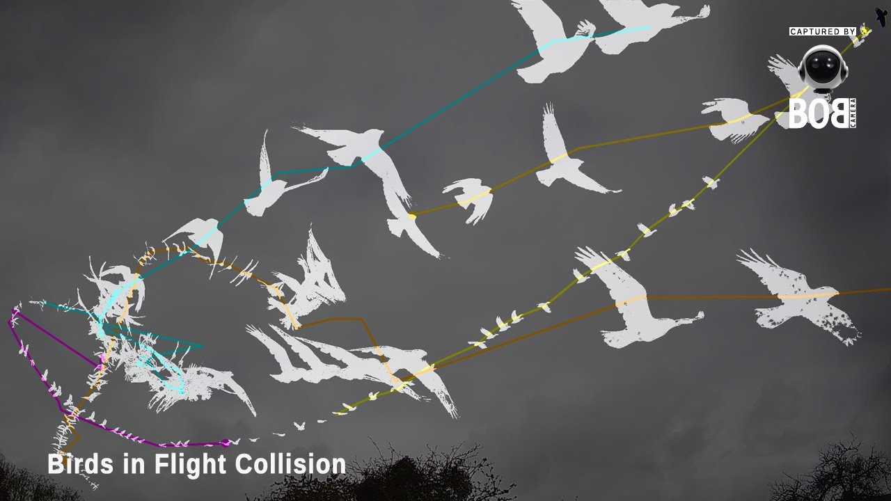 Birds In Flight Collision Captured By BoB Universal Object Tracker ...