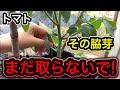 トマト植えたら最初にする重要作業を徹底解説!脇芽はいつ取る?ベストなタイミングを知って収穫量アップ!誘引と支柱。大玉トマト栽培、ミニトマトの育て方。挿木と水耕栽培