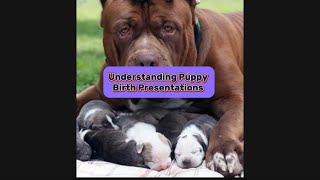 Puppy Birth Presentations Explained - What’s Normal and What’s Not