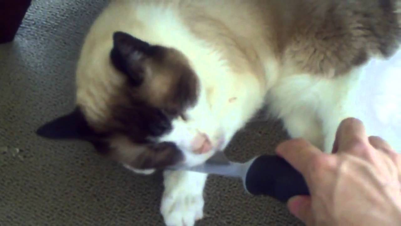 Snowshoe Cat Loves Being Brushed YouTube