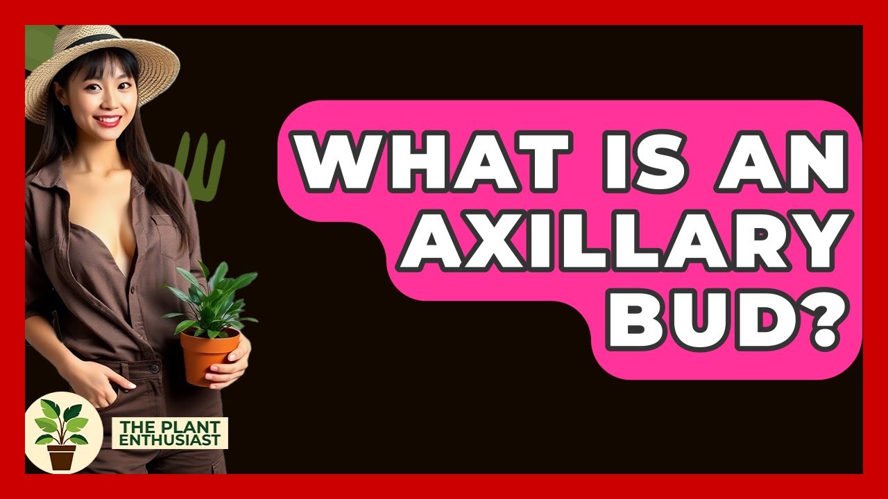 What Is An Axillary Bud? - The Plant Enthusiast
