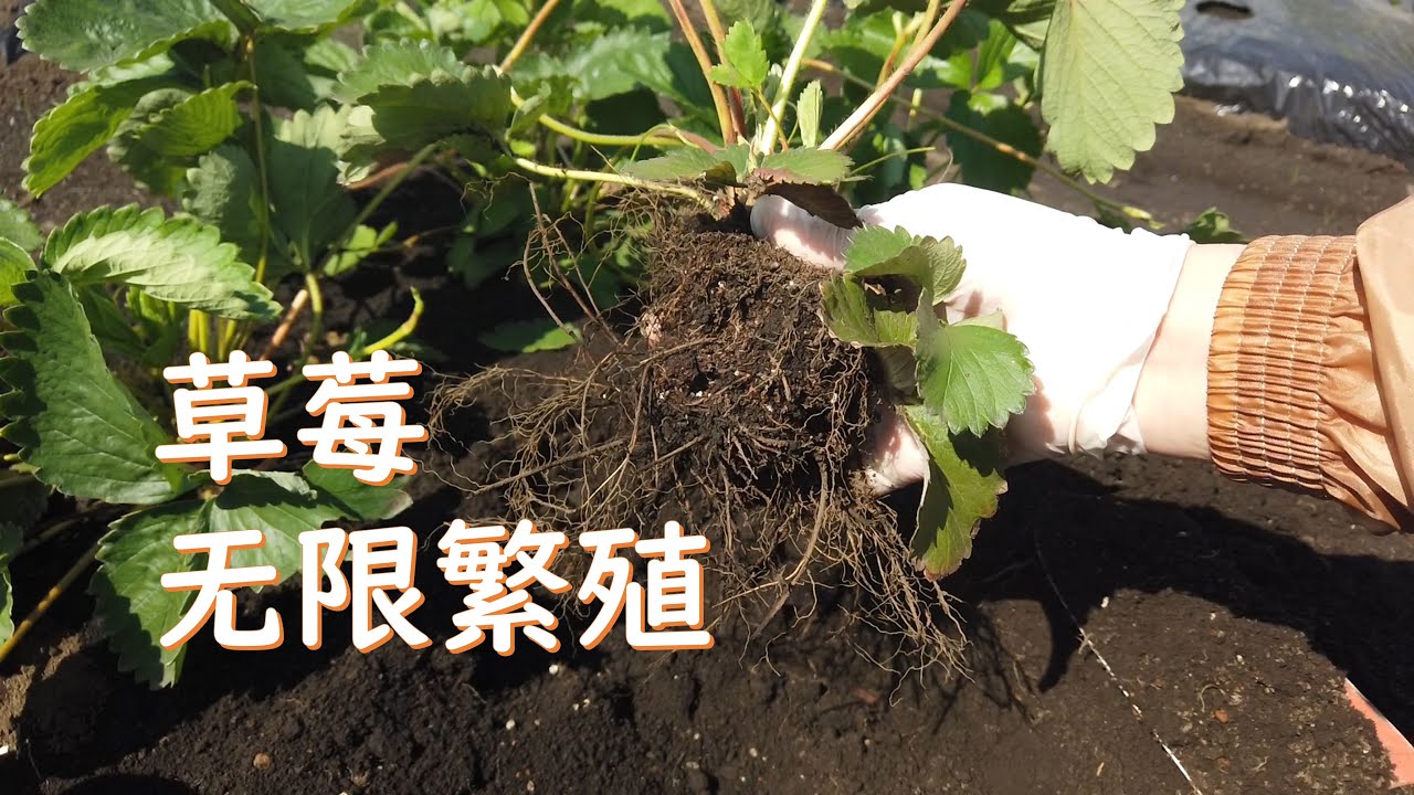 采摘完草莓的草莓苗不要扔，拿来育苗最合适