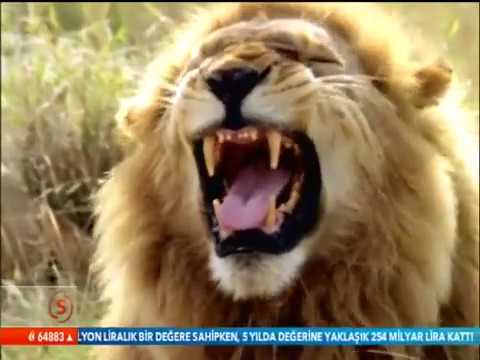 Video: Aslanların Qüruru Bir Fil Yeyə Bilərmi?