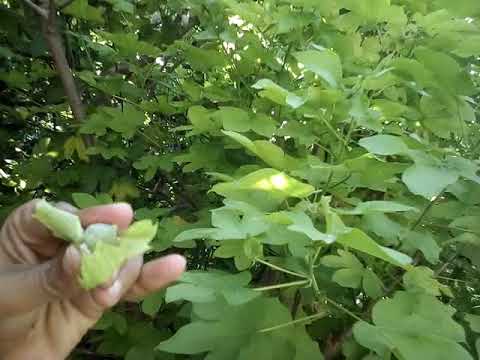 Video: Paano Mag-langis Ng Mga Bulaklak