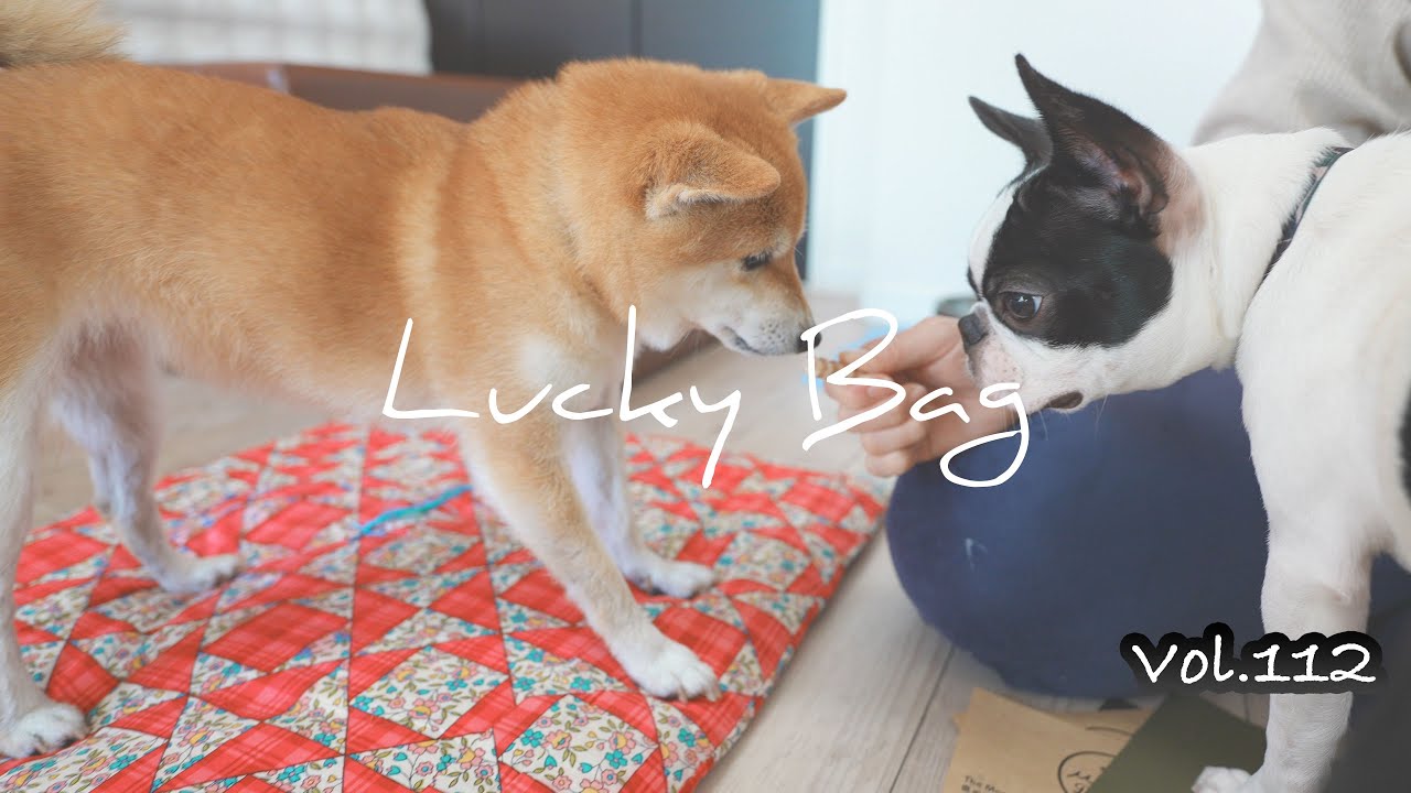 Beastcoastの愛犬用福袋 福犬 が届いたので早速開封 美味しそうなおやつに大興奮のまめにぎり Youtube Beastcoastの愛犬用福袋 福犬 が届いたので早速開封 美味しそうなおやつに大興奮のまめにぎり Youtube