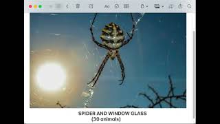 Download Lagu SPIDER AND WINDOW GLASS #spider #spiderman #animals #animallover #animalslifestyle #bbcnews #podcast Download Lagu SPIDER AND WINDOW GLASS #spider #spiderman #animals #animallover #animalslifestyle #bbcnews #podcast