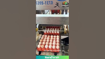 Millions of Eggs! INSANE Egg Processing Factory! #eggs #factory #amazing #wow #foodproduction