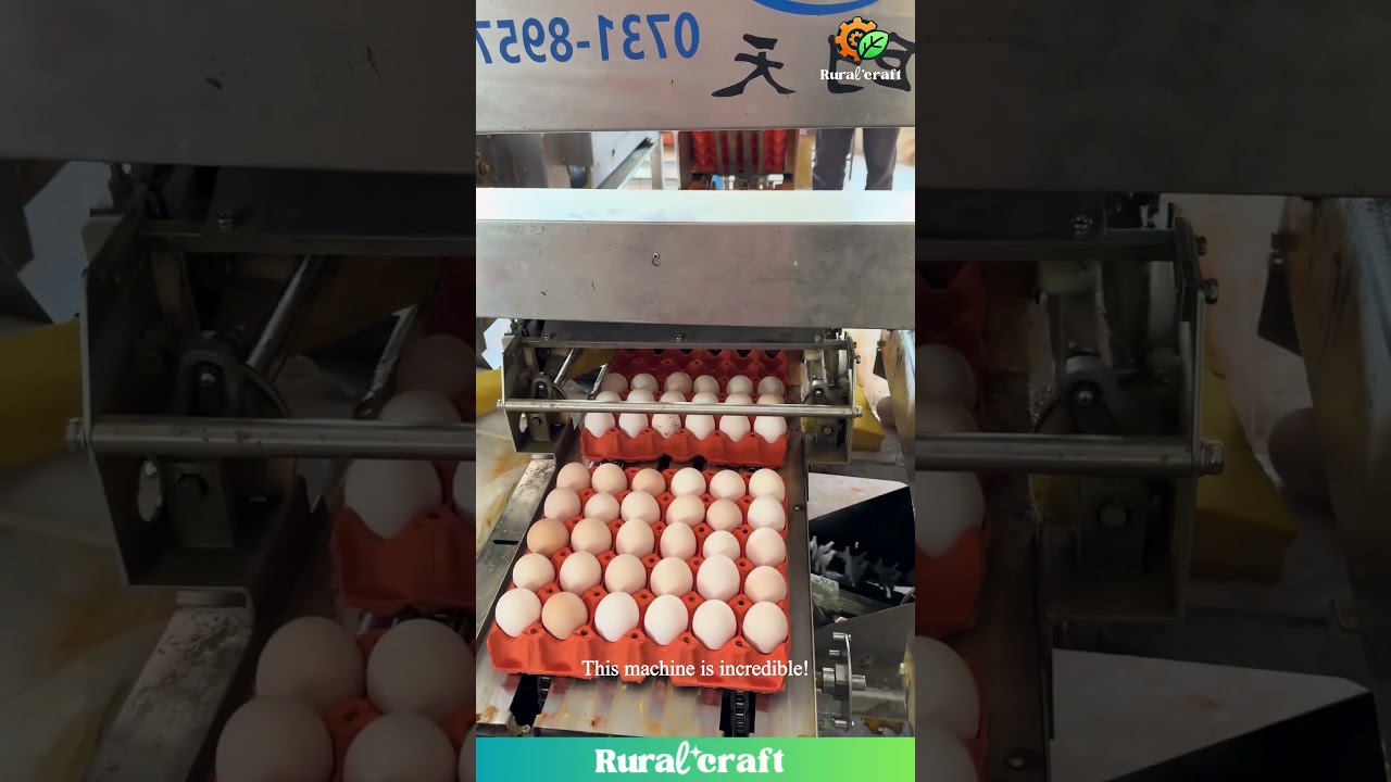 Millions of Eggs! INSANE Egg Processing Factory! 