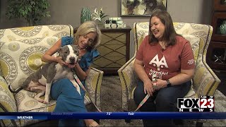 Adopt a Survivor: Meet Stevie