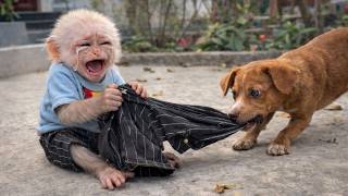 What Happened to Baby Monkey Baba’s Pants?