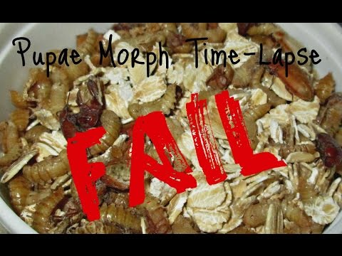 Pupae Morph Time-Lapse FAIL (Watch to the end!)