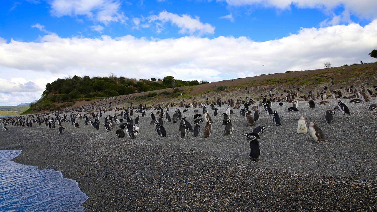 ushuaia argentina PENGUIN ISLAND | PATAGONIA DAY 3
