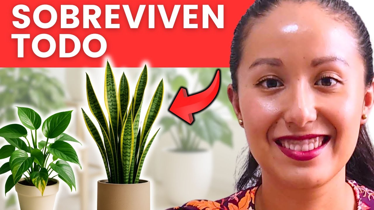 Las 10 plantas que sobreviven TODO en interior