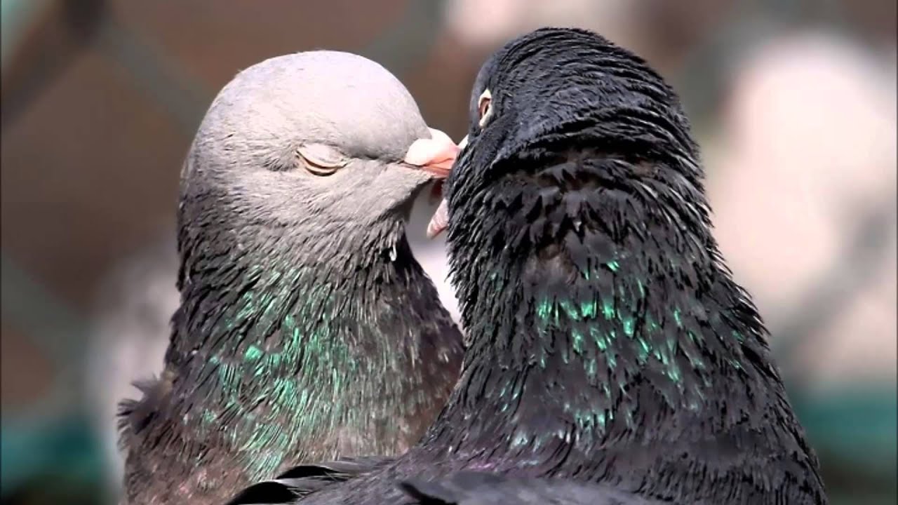 Palomas El Proyecto | Documental HD - YouTube