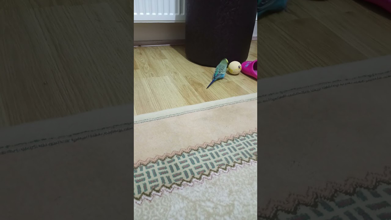 #birds #parrot #muhabbetkuşu #budgies #funny #love #birdsounds #birdslover #cute