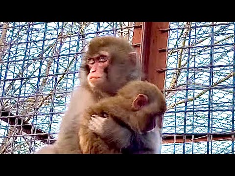 Видео: Вы такого НИКОГДА НЕ ВИДЕЛИ! Новая мама обезьянки Майечки ее УКАЧИВАЕТ!