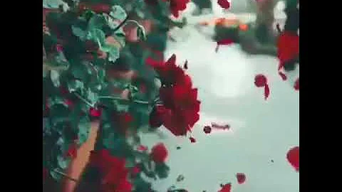 أجمل أغنية تركيا لون الورد مصطفى جيجلي 