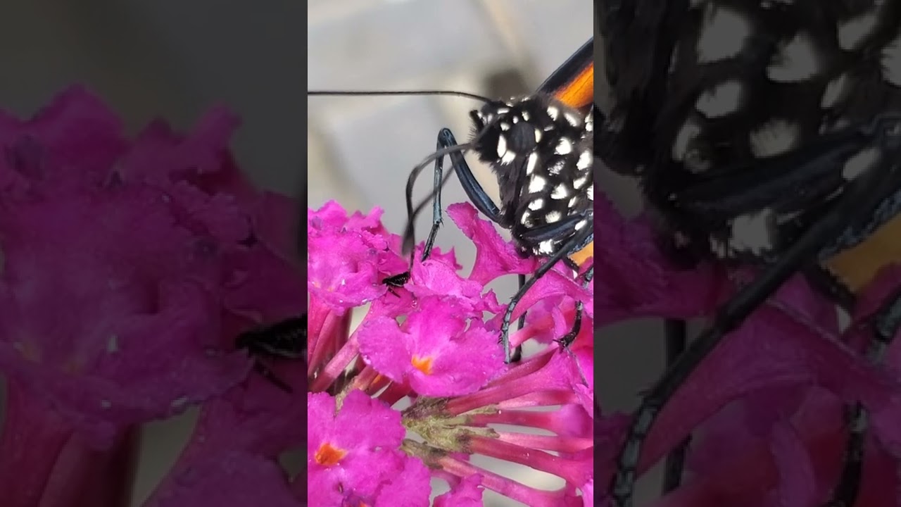 Monarch butterfly saved from a scary spider.