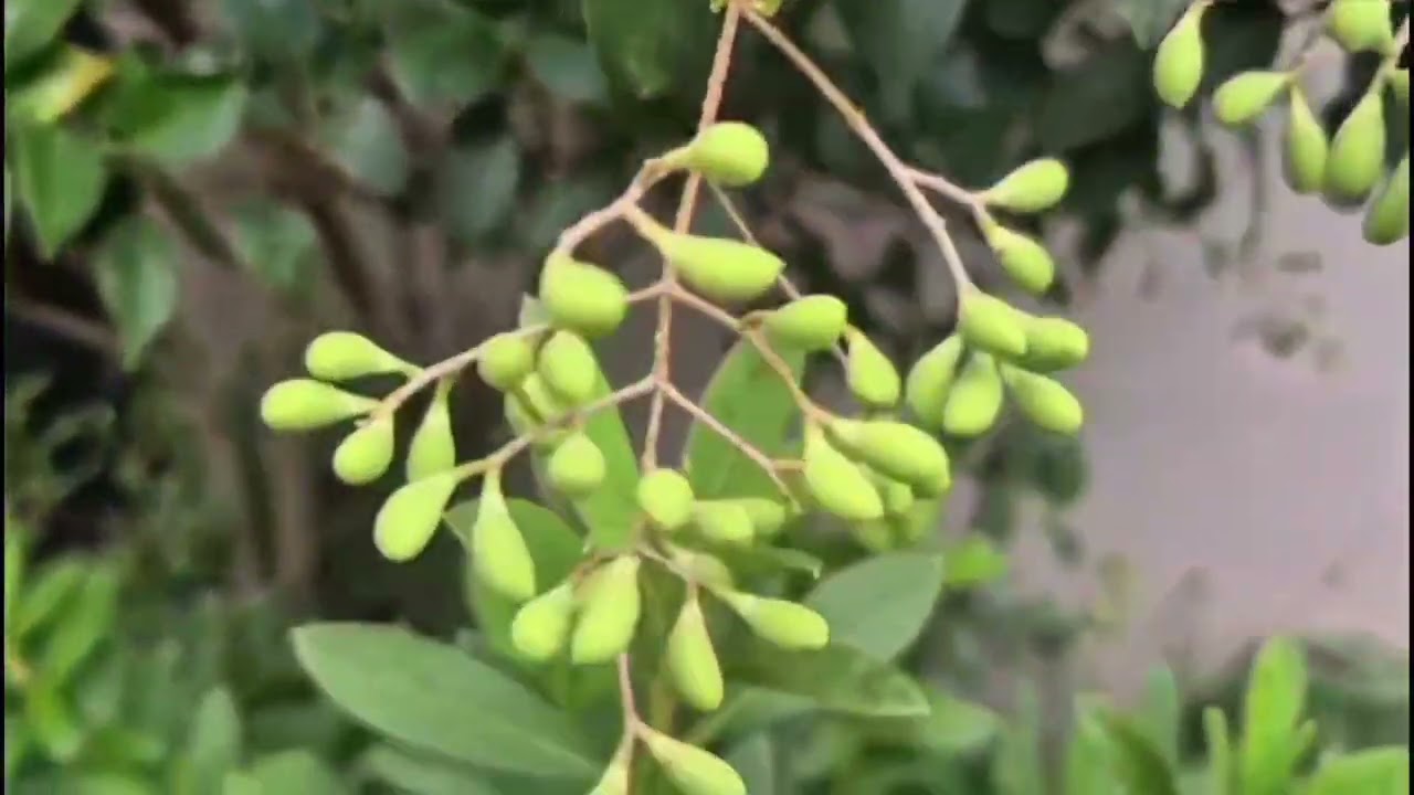 정원 속 세 가지 빛깔, #오렌지자스민과  #광나무 그리고 #미국자리공 (더보기에 설명있어요)지난영상 재편집