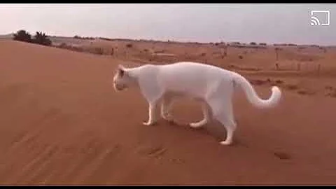 Знаете ли вы, что кошки ходят след в след?