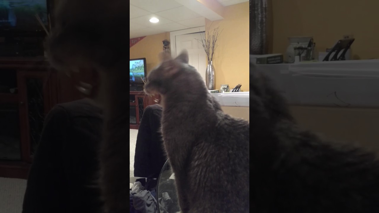 Is this feline hyperesthesia? YouTube