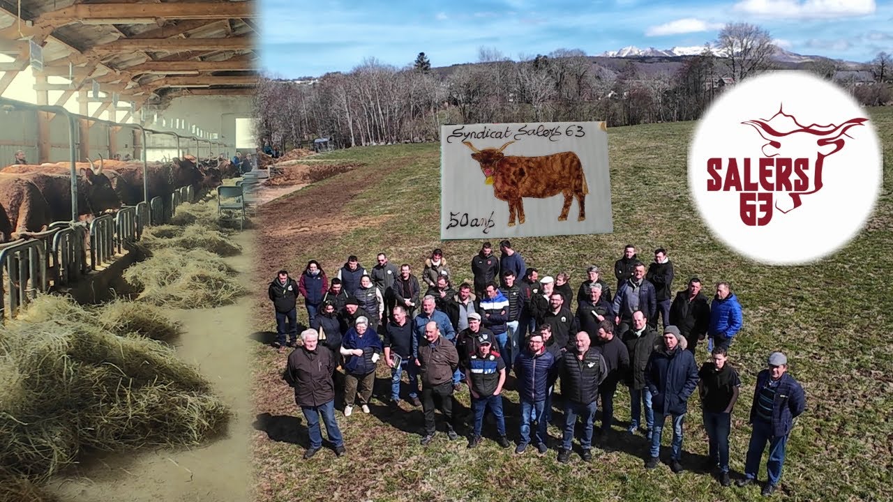 AG Syndicat salers du Puy de Dôme (50 ans) au GAEC de l'Eau Verte à Picherande