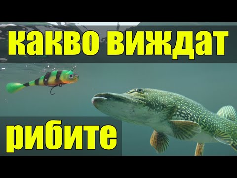 Видео: Виждат ли рибите вода?