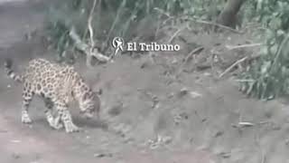 Filmaron un magnífico ejemplar de yaguareté, en el paraje Senda Hachada.