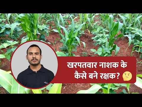 खरपतवार नाशक प्रयोग करते समय रखी जाने वाली सावधानियां। - खरपतवार नाशक प्रयोग करते समय रखी जाने वाली सावधानियां।