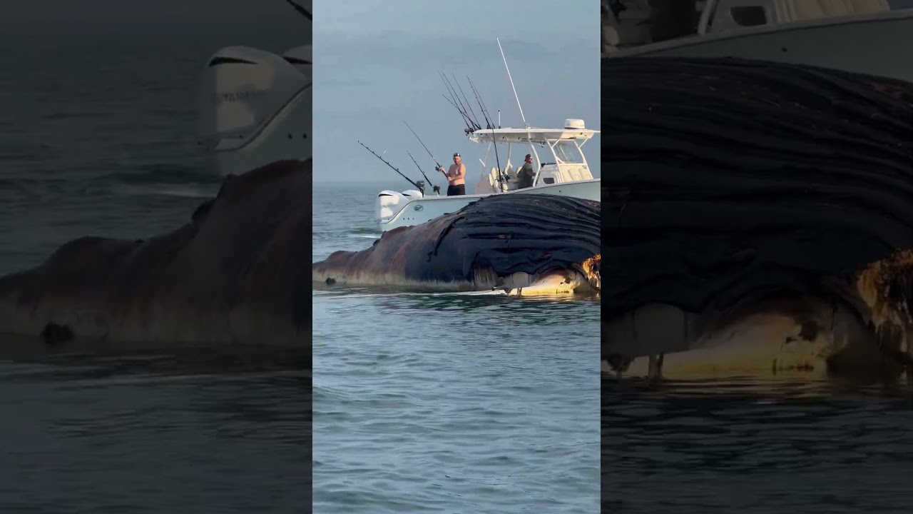 Fishing by a Big Dead Whale… what’s the weirdest FAD you’ve seen?