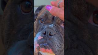 Grand Champion National Winner @BULKY BUILT ‘s Bucking Bodacious of @Sokota Bulldogges daughter 💖