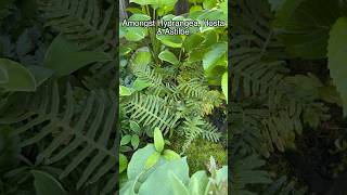 Summer Cut Back For Licorice Fern - June 13, 2026