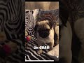 DUSYA un Grrr   #pug #puglife #funny #puppy #pets