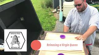 Releasing a Virgin Honeybee Queen