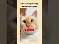 Lovely cat videos | American cat lovers | #shorts #viral #america #usa #catshorts #catmoments #funny