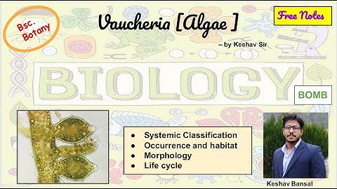 Vaucheria || Morphology and Life cycle / Reproduction || Bsc || Free PDF notes | by Viologia EXtrema