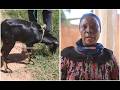 MBUZI MWENYE JINSIA MBILI AZUA GUMZO GEITA MMILIKI AMTELEKEZA ZAIDI YA MIEZI MIWILI DAKTARI AELEZA 