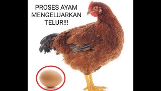 Detik detik ayam bertelur !!!!