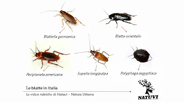 Che differenza c'è tra le blatte e scarafaggi?