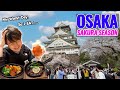 Its my worst day so i eat nice foods osaka full bloomed sakura and not crowded local arcade ep479