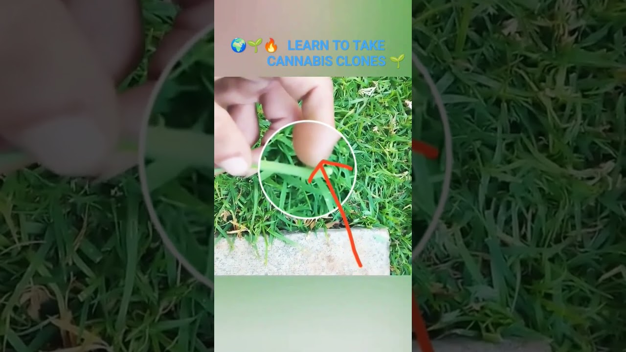 LEARN TO TAKE CANNABIS CLONES. Basic steps (part - 1) 